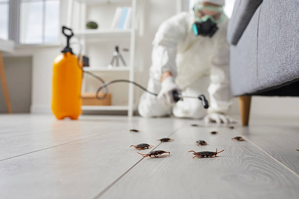 Commercial Rodent Management in Yale